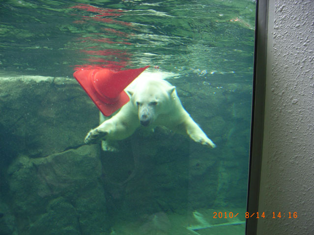 シロクマ3日本平動物園ロッシー2010｜ホッキョクグマと三角コーン